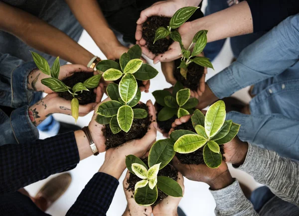 Grupo de mãos segurando plantas — Fotografia de Stock