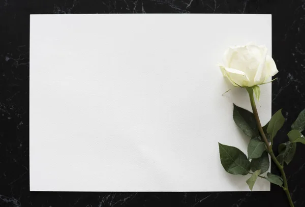 Rosa branca flor — Fotografia de Stock