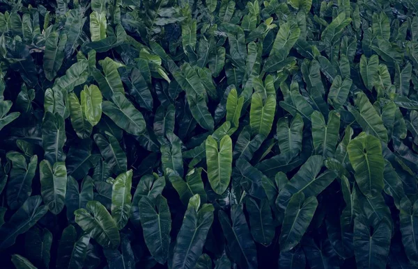 Hojas verdes tropicales grandes — Foto de Stock