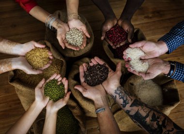 Tohum ve hububat holding eller