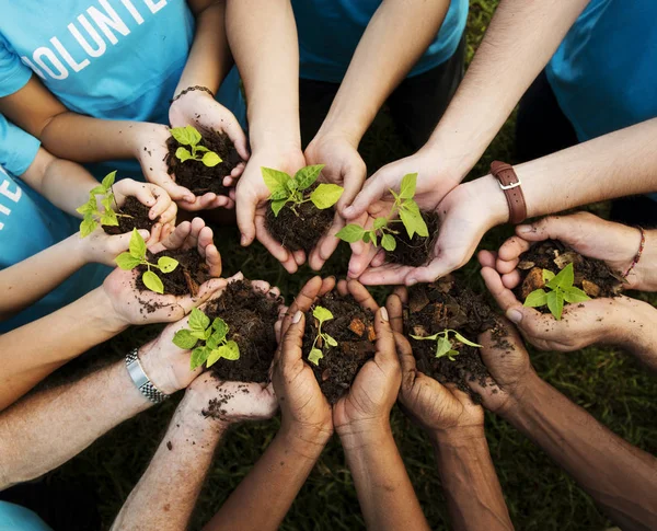 Handen met groene planten — Stockfoto