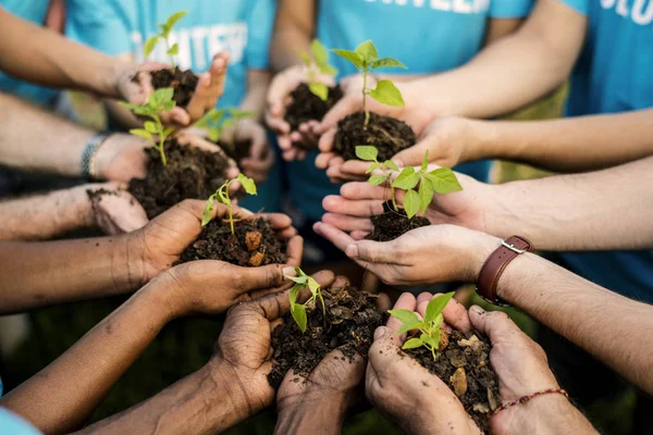 Handen met groene planten — Stockfoto