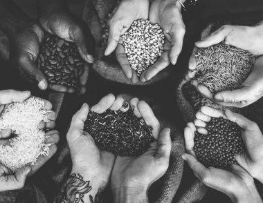 Tohum ve hububat holding eller