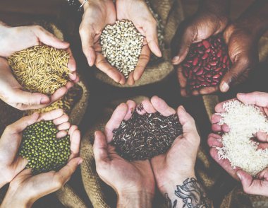 Tohum ve hububat holding eller