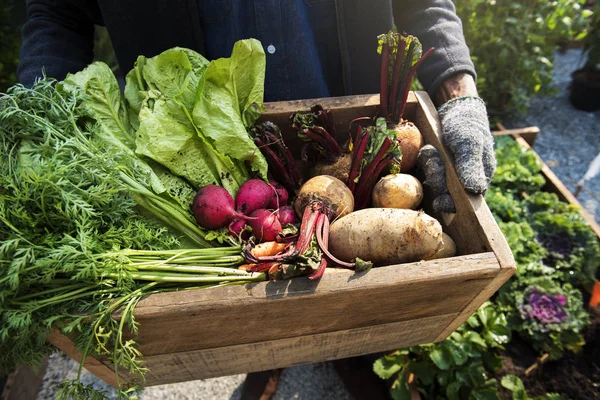 Садовник с органической сельскохозяйственной продукцией — стоковое фото