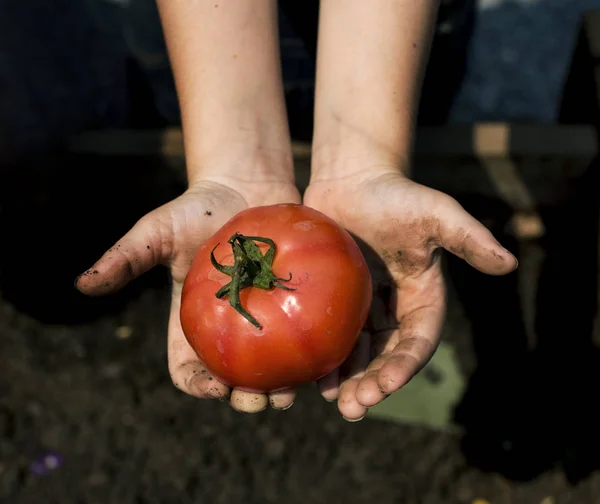 Handen houden tomaat — Stockfoto