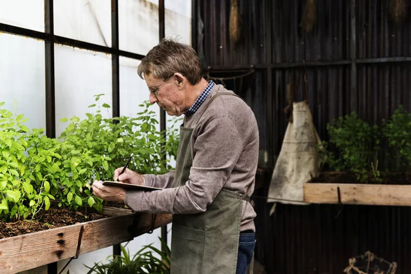 Starszy mężczyzna ogrodnictwo rośliny — Zdjęcie stockowe