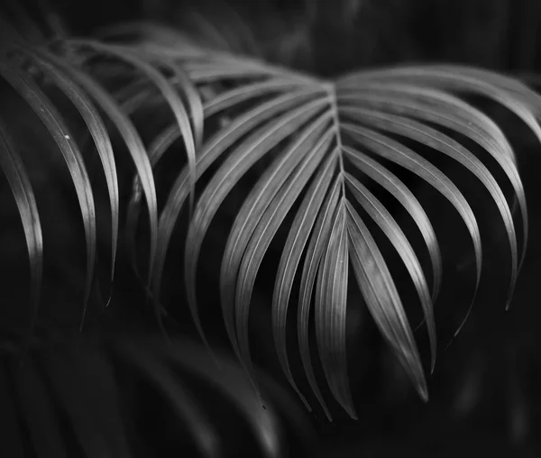 Foglie di alberi tropicali — Foto Stock
