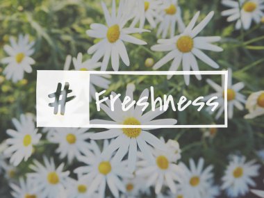 Chamomiles alanında, yakın çekim