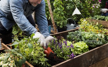 Çiftçi sebze dikim 