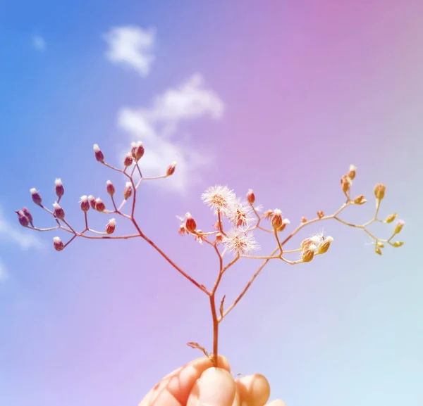 Mão Segure Branche com flores — Fotografia de Stock