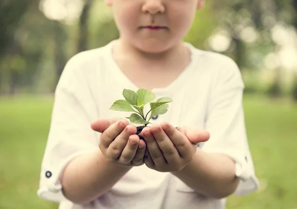 Küçük çocuk holding bitki — Stok fotoğraf