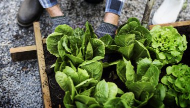 Çiftçi sebze dikim