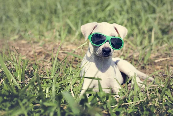Perro blanco acostado en hierba verde — Foto de Stock