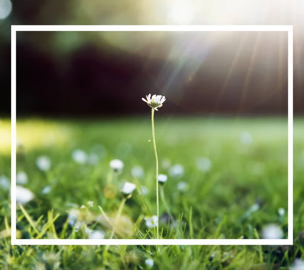 Blommor i fältet med grönt gräs — Stockfoto