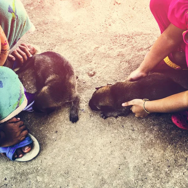 People Caring Puppy Street Lindo Fotoset Original — Foto de Stock