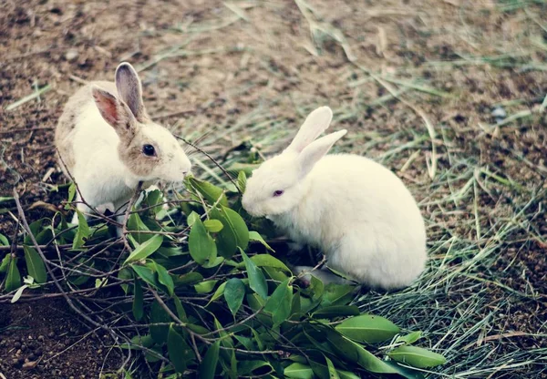 Søde små kaniner - Stock-foto