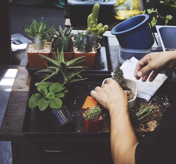 Manusia berkebun tanaman rumah — Stok Foto
