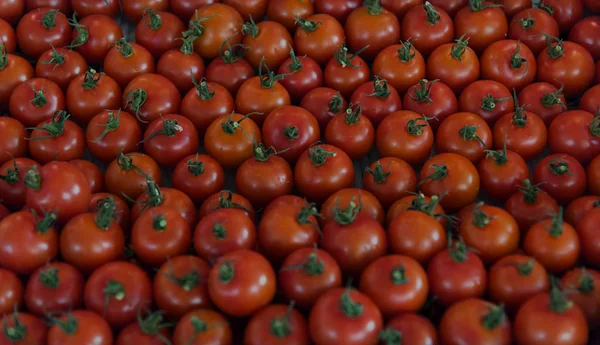 Φρέσκο Κόκκινο Ντομάτες Συγκομιδή Λαχανικών Από Αγρόκτημα Πρωτότυπο Photoset — Φωτογραφία Αρχείου