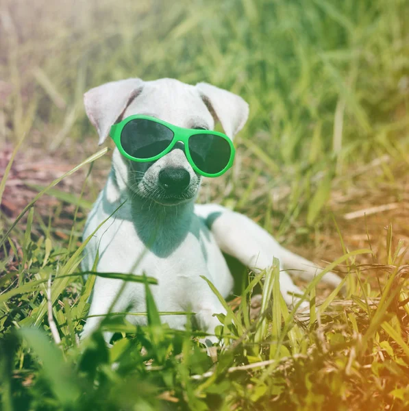 Perro blanco acostado en hierba verde — Foto de Stock