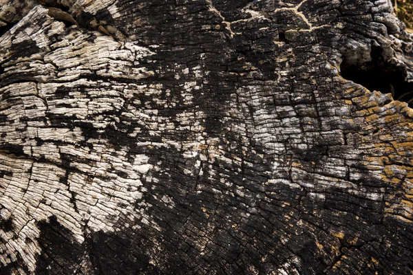 古いひびの入った木の皮 — ストック写真