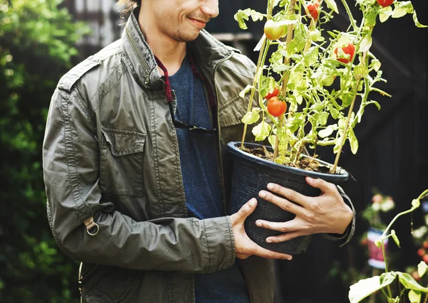 Homem segurando a árvore de tomate em um pote — Fotografia de Stock