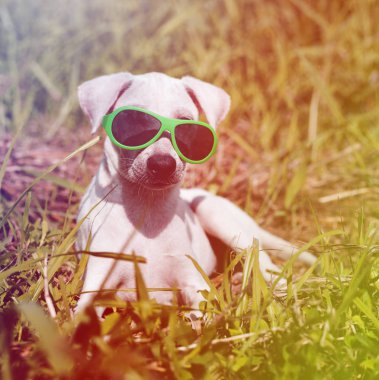 beyaz köpek yeşil çim yalan