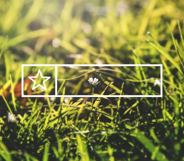 Fiori nel campo con erba verde — Foto Stock