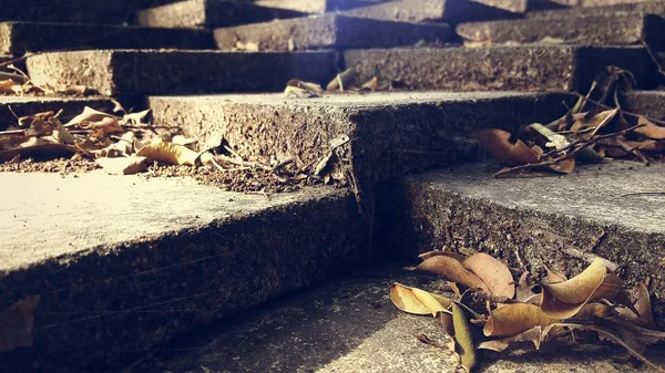 Autumn Leaves on Cement Steps — Stock Photo, Image