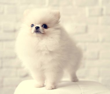 Şirin küçük köpek.