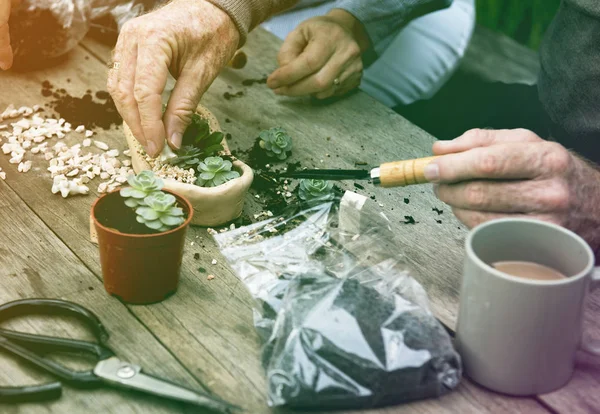 Paar aanplant vetplanten. — Stockfoto