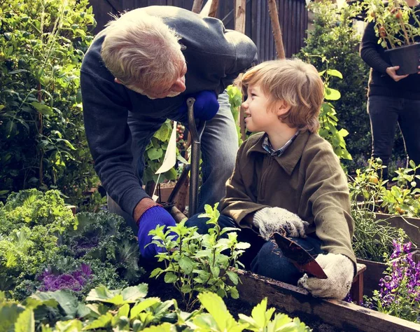 Trasplante de padre e hijo en jardinería — Foto de Stock