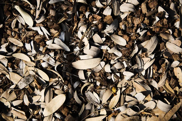 Brown Dried Leaf Texture Seasonal Original Photoset — Stock Photo, Image