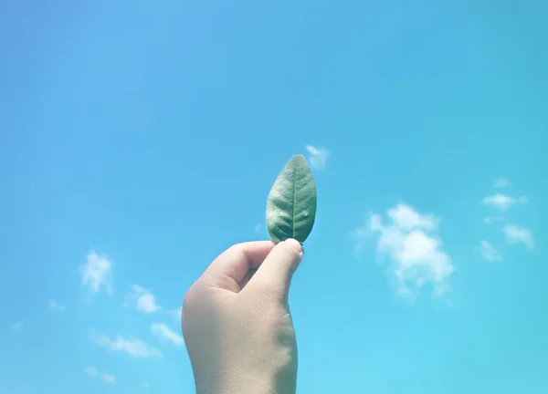 Hand met groen blad — Stockfoto