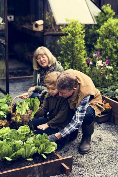 Kakek-nenek dengan cucu berkebun di halaman belakang — Stok Foto