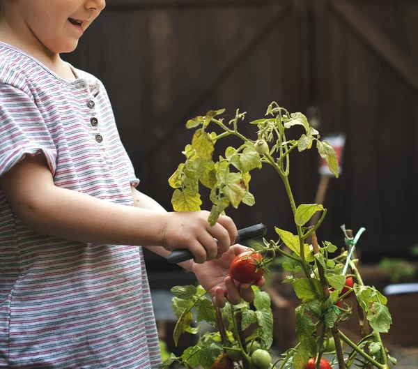 El chico está tomando un tomate fresco de un jardín. — Foto de Stock