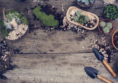 Botanik çevre yeşil çanak çömlek doğa, özgün photoset