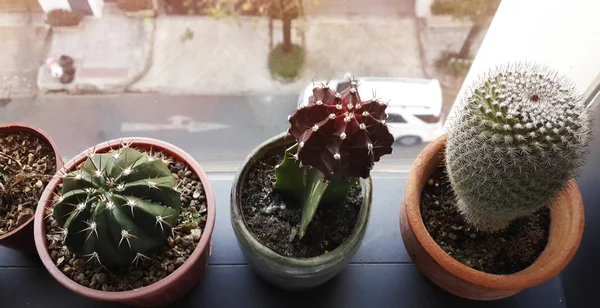 Plantes d'intérieur cactus sur étagère de fenêtre — Photo