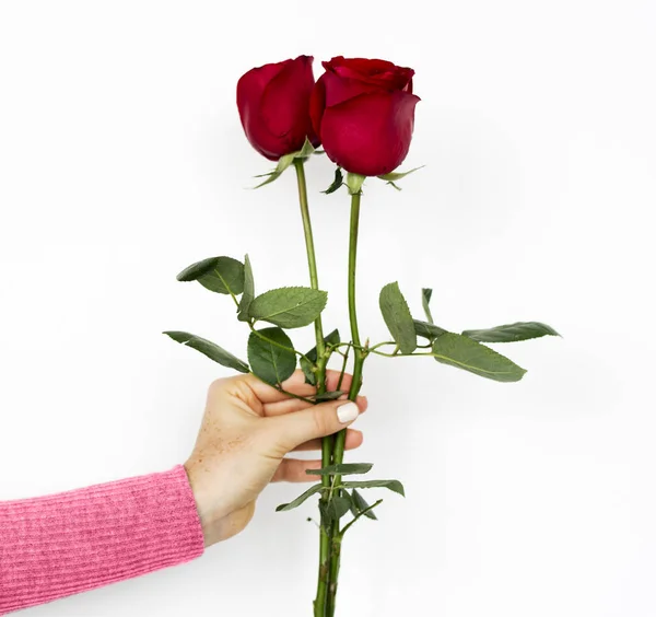 Mão mulher Segurando rosas — Fotografia de Stock