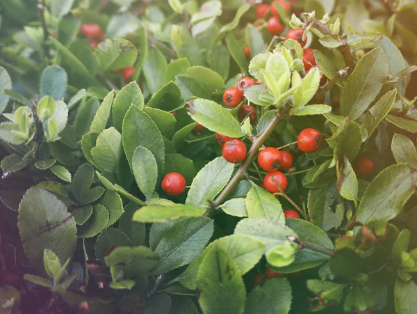 Bahçedeki kırmızı meyveler — Stok fotoğraf