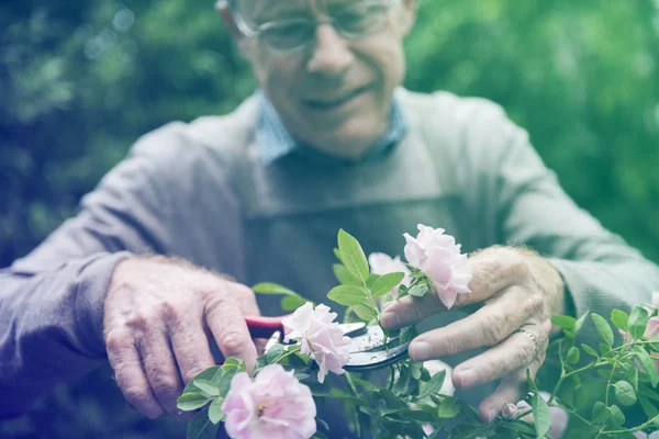 Мужчина срезает цветы — стоковое фото