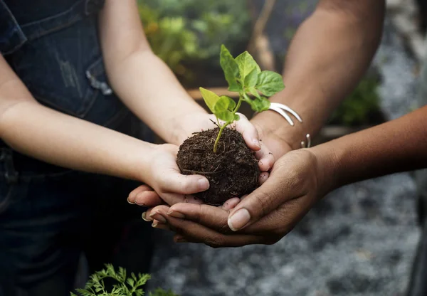 Anak-anak akan menanam pohon — Stok Foto