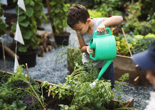 Anak-anak di kebun menyiram tanaman — Stok Foto