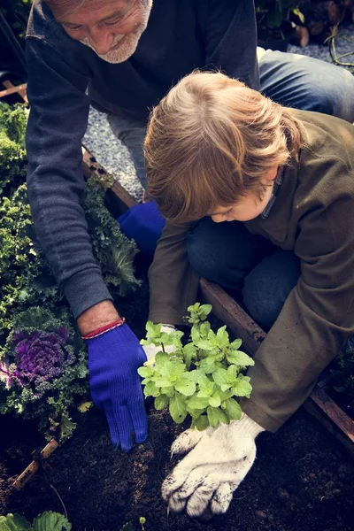 Keluarga menanam sayuran dari kebun — Stok Foto