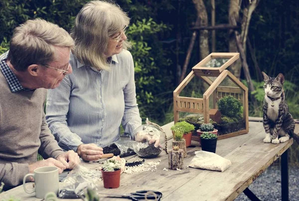 Senior couple plantation succulents . — Photo