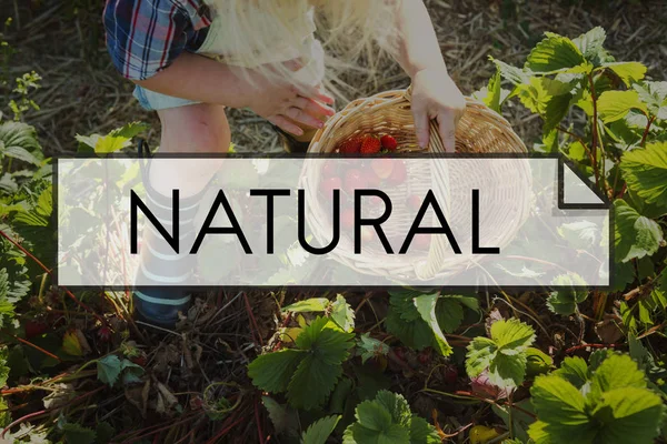 Woman picking up strawberries to basket — Stock Photo, Image