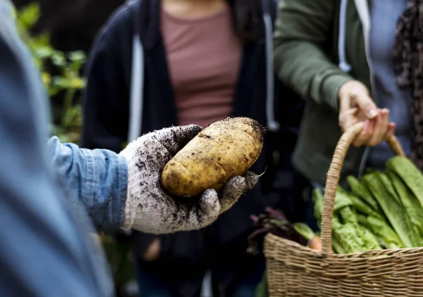 Agricultor con producto de naturaleza ecológica — Foto de Stock