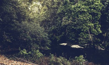 Tropikal Orman ağaçları ve su birikintisi