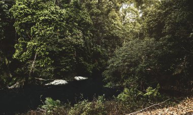 Tropikal Orman ağaçları ve su birikintisi