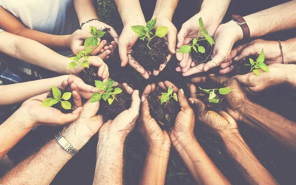 Mãos segurando plantas verdes — Fotografia de Stock